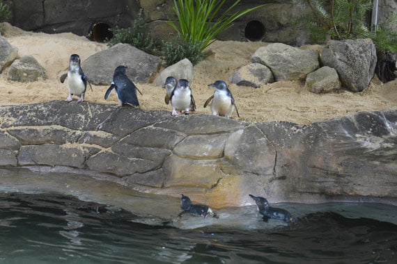 Where to spot penguins in NSW