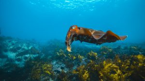 Snorkeling in Sydney