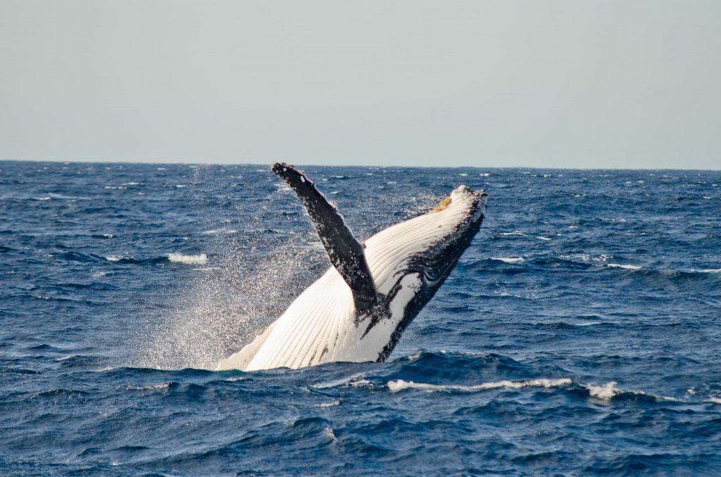 Where to whale watch on the Northern beaches