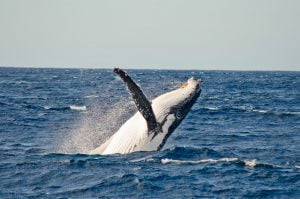 Whale watching in Sydney