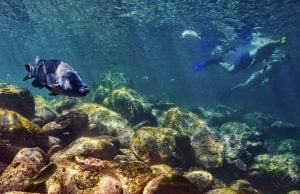 snorkeling in Sydney