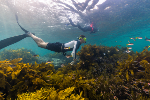 Snorkelling in Manly