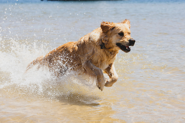 what is the best beach dog