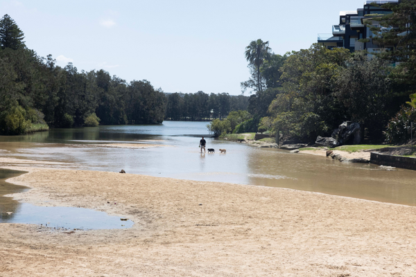 Dog Friendly Beaches 