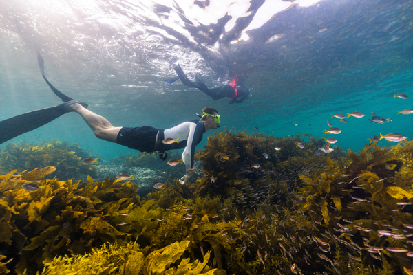 Divers explore the marine life at Cabbage Tree Bay 