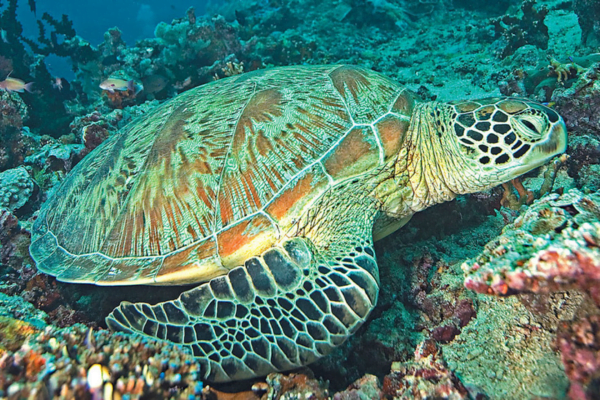 Cabbage Tree Bay animals -  Green sea turtle