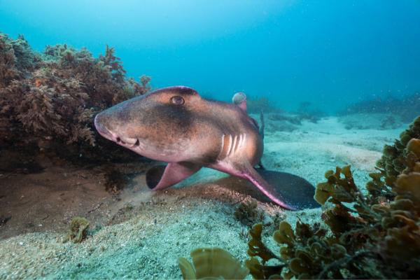 Cabbage Tree Bay animals -  Port Jackson