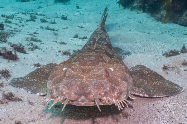 Cabbage Tree Bay animals - Spotted Wobbegong