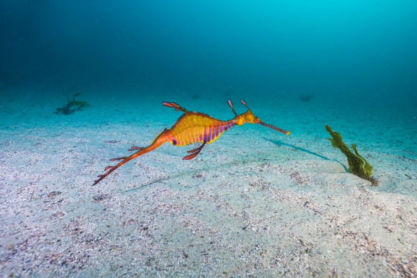 Cabbage Tree Bay animals - Weedy Sea Dragon