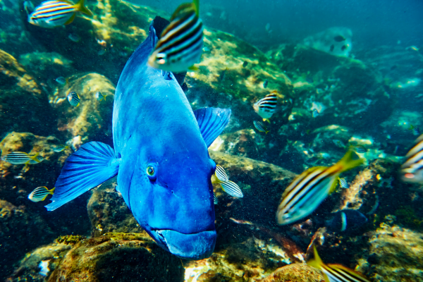 Cabbage Tree Bay animals - Blue Grouper 