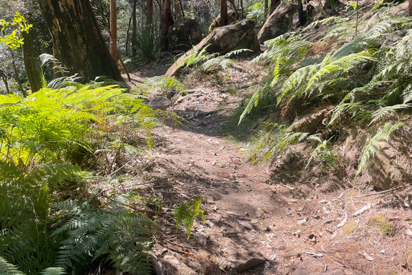 Deep Creek Bike Track - Northern Beaches