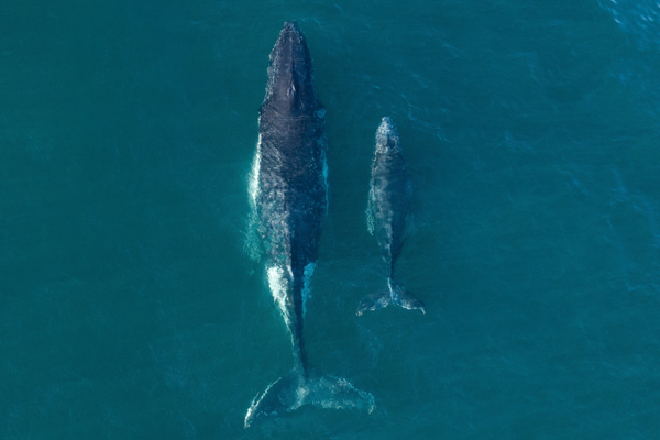 Whale Watching in Sydney