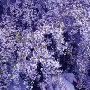 Tamara Dean, Follow me, 2022, from the series High jinks in the hydrangeas, pigment ink-jet print. Image courtesy Michael Reid Sydney + Berlin