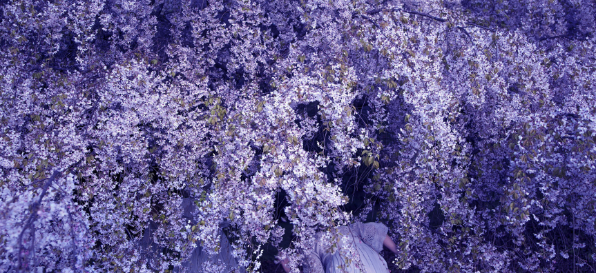 Tamara Dean, Follow me, 2022, from the series High jinks in the hydrangeas, pigment ink-jet print. Image courtesy Michael Reid Sydney + Berlin